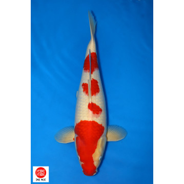 Kohaku