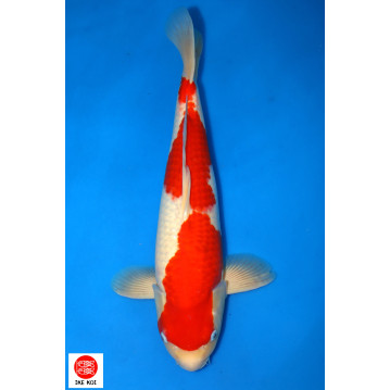 Kohaku