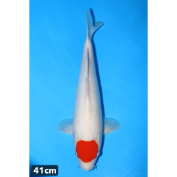 Tancho Kohaku VHQ, Hoshikin