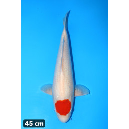 Tancho Kohaku , Hoshikin