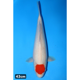 Tancho Kohaku , Hoshikin