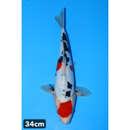 Maruten Doitsu Sanke