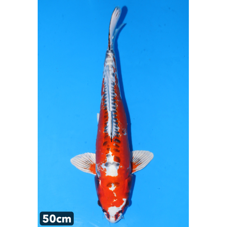 Doitsu Kujaku enchères du...