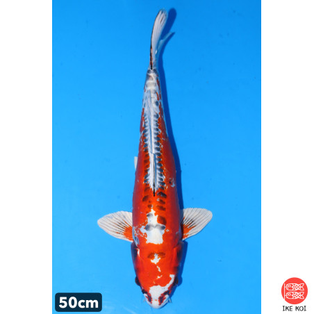 Doitsu Kujaku enchères du...