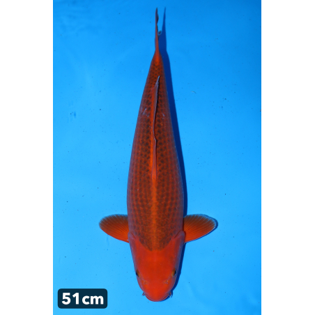 Aka Matsuba n°2 enchères du...