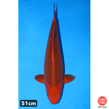 Aka Matsuba n°2 enchères du...