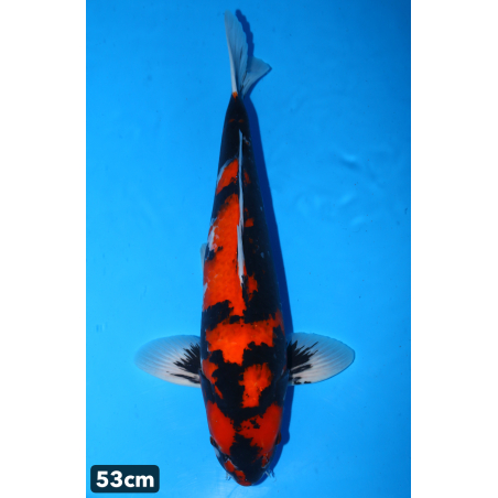 Showa enchères du 18/12