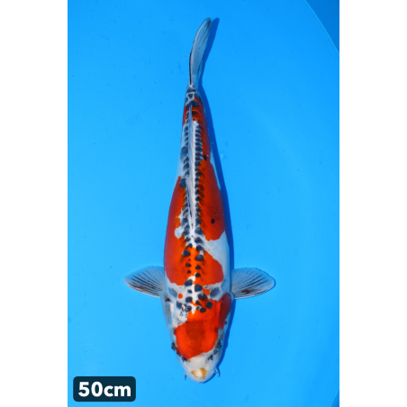 Beni kikokuryu enchères du...