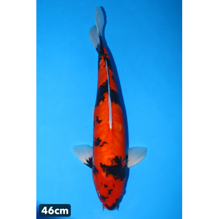 Doitsu showa n°1 enchères...