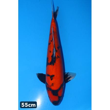 Doitsu showa n°2 enchères...