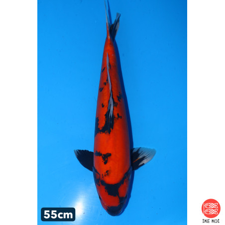 Doitsu showa n°2 enchères...