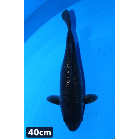 Ginrin karasugoi enchères...