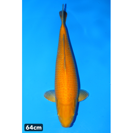 Karashigoi enchères du 17/12