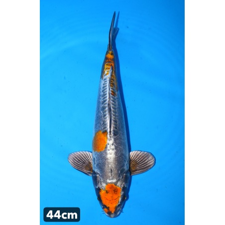 Kin kikokuryu enchères du...