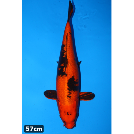 Kin hi utsuri enchères du...