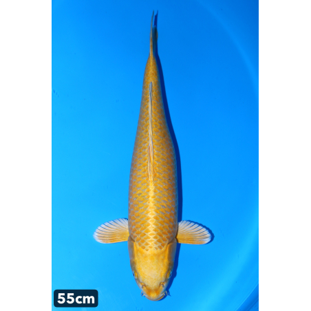 Yamabuki enchères du 18/12