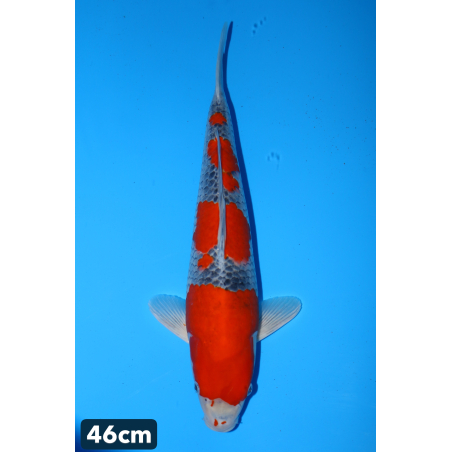 Goshiki, Aoki Masaki