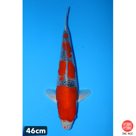 Goshiki, Aoki Mazaki