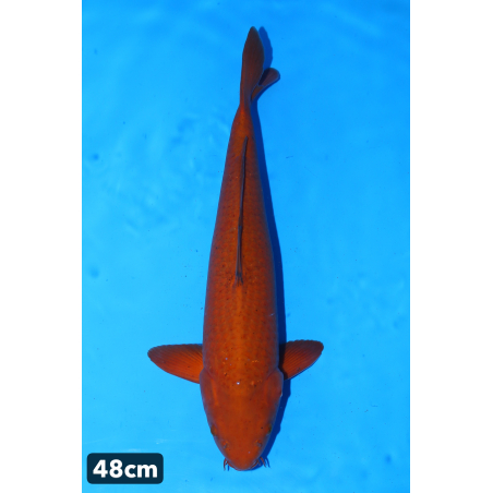 Chagoi chocolat enchères du...