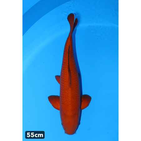 Chagoi chocolat enchères du...