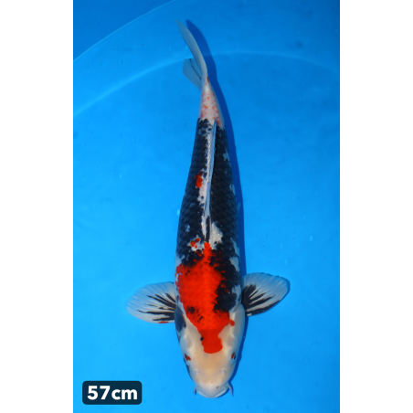 Kin showa enchères du 18/12