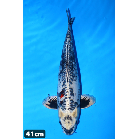 kikokuryu enchères du 18/12