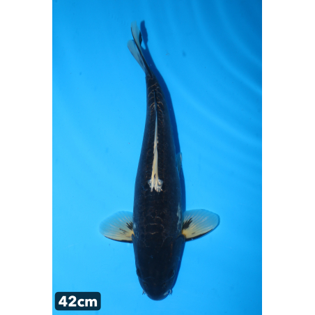 Kumonryu enchères du 17/12