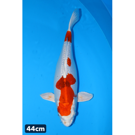 Hesei Nishiki enchères du...