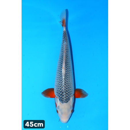 Asagi enchères du 17/12