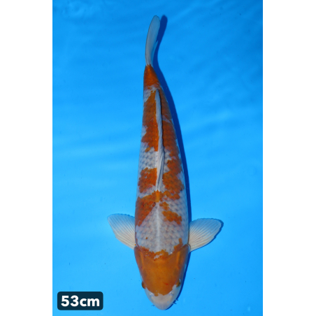 Ochiba shigure n°1 enchères...