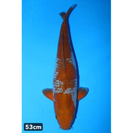 Ochiba shigure n°2 enchères...