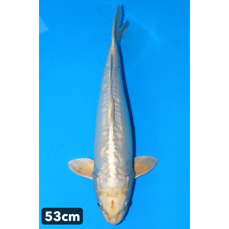 Doitsu Platinium enchères...