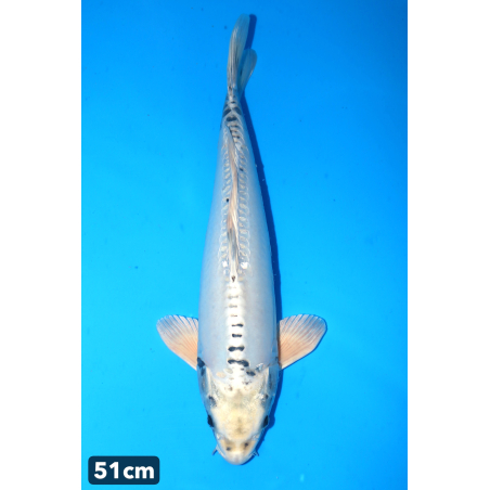 Kikokuryu enchères du 17/12