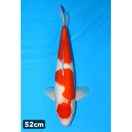 Kohaku enchères du 17/12