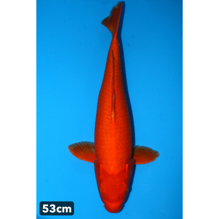 Red Karashigoi enchères du...