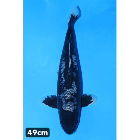 Matsukawabake enchères du...