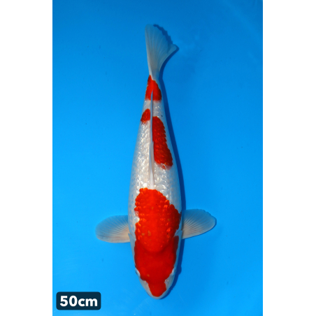 Ginrin Kohaku enchères du...