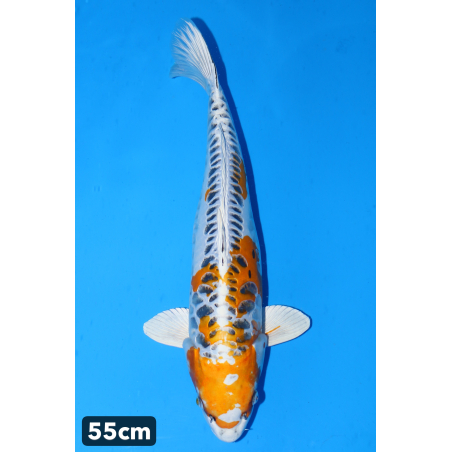 Yellow dragon enchères du...