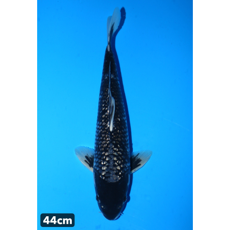 Ginrin Matsukawabake...