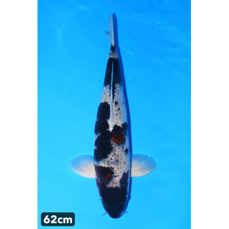 Goromo enchères du 18/12