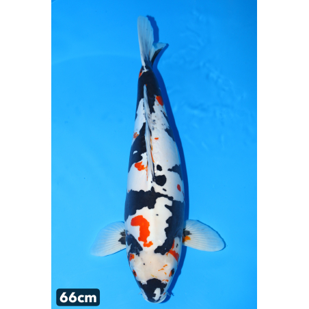 Doitsu showa, Hiroi , VHQ