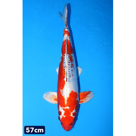 Doitsu kujaku enchères du...