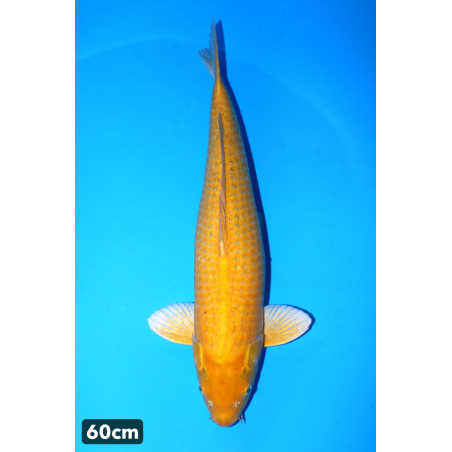 Karashigoi enchères du 18/12