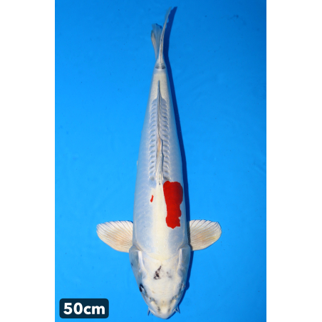 Beni kikokuryu enchères du...