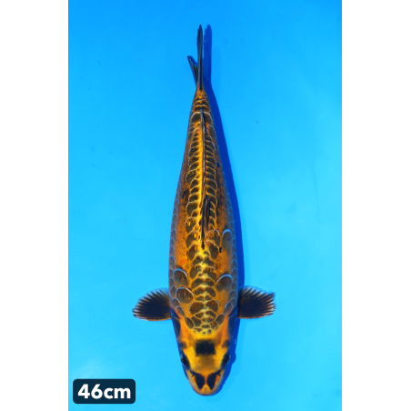 Aragoke Girnin kin kikokuryu