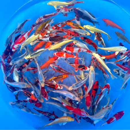 Tosai Mix Odakan 15–18 cm