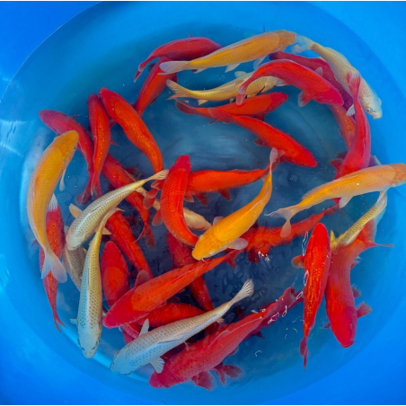 Jumbo Tosai Muji Mix Odakan...