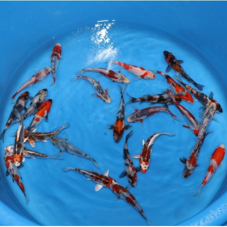 Tosai mix Miyatora 15-18 cm