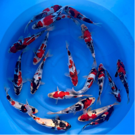 Jumbo tosai Showa HQ avec...