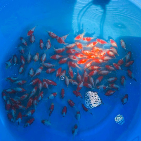 Tamasaba HQ, NND avec...